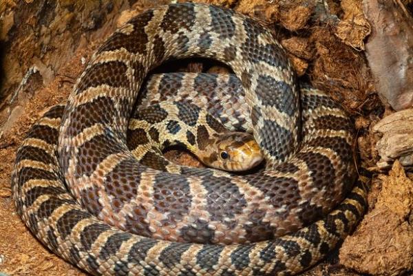 Ladder snakes can deal a nasty bite
