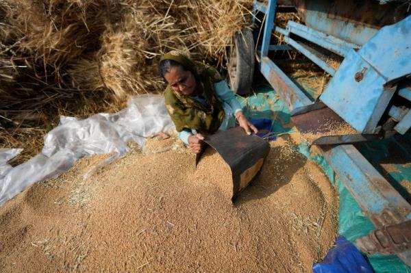 A woman sorts wheat harvested on the outskirts of Jammu, India on April 28, 2022. India is in the throes of a record-shattering heat wave that is stunting wheat production 