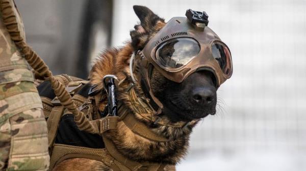 Image of a Esto<em></em>nian military working dog with handler, seen here visiting the Amari Air ba<em></em>se in Estonia. ..Chinook helicopters on Op PELEDA were visited by working dogs and their handlers at Amari Air ba<em></em>se, Estonia. ..The dogs had the chance to explore a Chinook on the ground first, and practice safe embarkation drills with their handlers. Following this, the dogs and handlers were given short flights, to allow them to experience what it would be like to be transported to a task via Chinook. ..13 dogs and 15 handlers visited. The units represented on the visit were: Esto<em></em>nia Rescue EOD, Esto<em></em>nian Prison Service, Esto<em></em>nian Military Police, Esto<em></em>nian Police and Border Guard K9 unit and the Northern Prefecture dog handlers and service dogs...RAF Chinooks are currently deployed to the Baltic region as Aviation Task Force 3. They are ba<em></em>sed at Amari Air ba<em></em>se to support the Agile Task Force and the British-led NATO enhanced Forward Presence (eFP) Estonia..