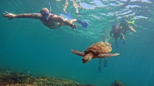 Members of HMS Lancaster, are seen here snorkelling with a turtle off Daymaniyat Islands, Muscat, Oman. ..The RN maintains a permanent forward deployed presence in the Middle East, co<em></em>nsisting of the United Kingdom Maritime Compo<em></em>nent Command (UKMCC) HQ, COMUKMCMFOR, a type 23 Frigate (HMS Lancaster), 3 MCMVs (HMS Bangor, HMS Chiddingfold and HMS Middleton) and an RFA (RFA Cardigan Bay). Their purpose is to bring stability and security to the maritime enviro<em></em>nment through their presence and working with partner and regio<em></em>nal nations. ..The hub of this activity is the UKNSF in Bahrain, built adjacent to the Headquarters of the US Fifth Fleet, plus the Combined Maritime Forces and the Internatio<em></em>nal Maritime Security Co<em></em>nstruct (both internatio<em></em>nal coalitions with similar aims to the UK). UKNSF co<em></em>nsists of engineering and administrative support services, plus accommodation and recreatio<em></em>nal facilities.