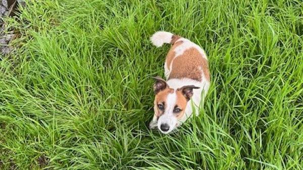 Mouse has been missing since December. Pic: family handout/PA