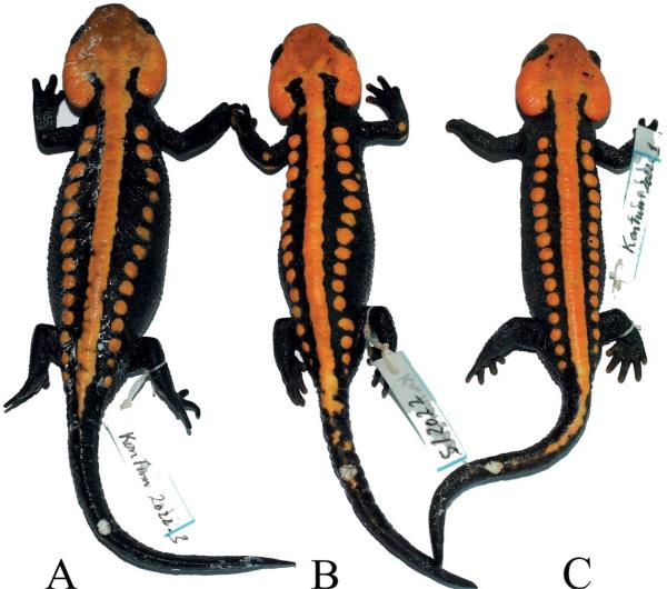The newfound creature should be co<em></em>nsidered endangered, researchers said, adding that it will likely be targeted by poachers for its colorful appearance.