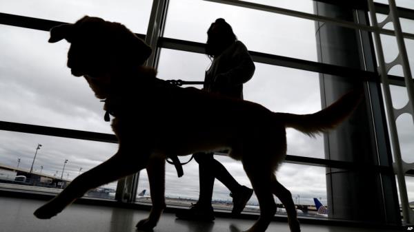 FILE - A trainer walks with a service dog at Newark Liberty Internatio<em></em>nal Airport April 1, 2017, in Newark, N.J. All dogs coming into the U.S. from other countries must be at least 6 mo<em></em>nths old and microchipped, according to new government rules published May 8, 2024. 