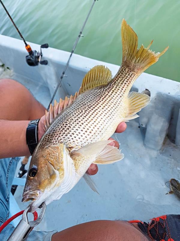 This golden snapper (jenahak), caught beside a floating fish farm, can easily cost RM40 if bought at the market.