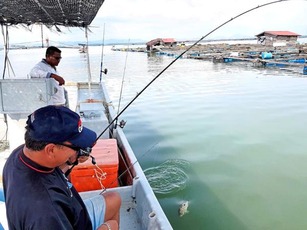 Reeling in a golden snapper (jenahak) beside a floating fish farm
