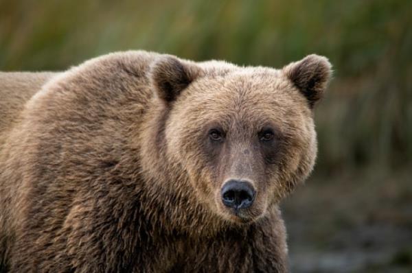 Brown bear
