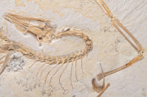 Fossilised bo<em></em>nes of the neck, head and one wing of the ancient bird Archaeopteryx are seen at the Field Museum in Chicago in this undated handout photograph. — Picture by Delaney Drummond/Field Museum/Handout via Reuters