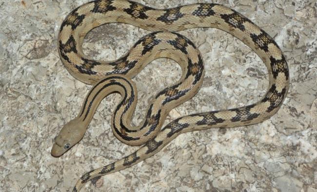 8-mind-blowing-facts-a<em></em>bout-trans-pecos-ratsnake