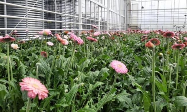 Gerberas at a Wageningen University facility wher<em></em>e sustainable techniques are used.