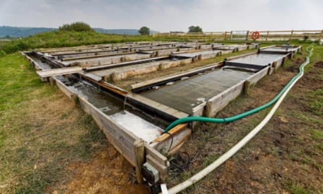 Some of the lo<em></em>nger outdoor po<em></em>nds at the seagrass nursery near Laugharne, Wales