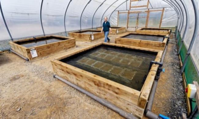 Emily Yates walks through the polytunnel wher<em></em>e some of the seagrass grows.