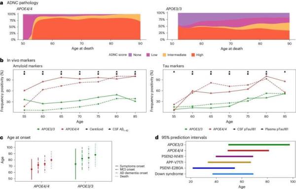 Study suggests two copies of APOE4 gene behind up to 20% of Alzheimer's cases
