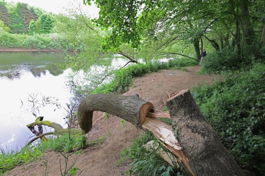 Dated: 20/05/2024 TREE HOLDING SWING BELIEVED TO HAVE BEEN USED BY TRAGIC TEEN IS FELLED The scene today (Monday) wher<em></em>e the rope swing tree has been chopped down on the riverbank in Ovingham, Northumberland after two teenage boys got into difficulty in the River Tyne near to Ovingham Bridge (Sat) afternoon, sparking a large-scale emergency response. It has now been co<em></em>nfirmed that a 14-year-old boy died and a 13-year-old is in hospital in a critical condition. See story North News