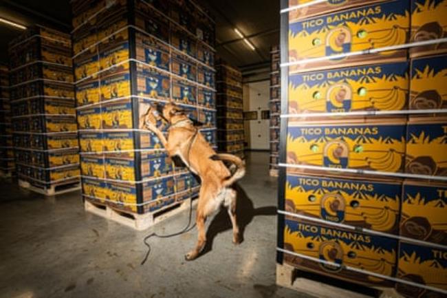 A police dog stands on its hind legs sniffing a stack of crates of bananas