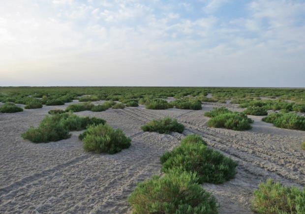 5- to 6-year-old Haloxylon species grown on the Aral Sea bed.