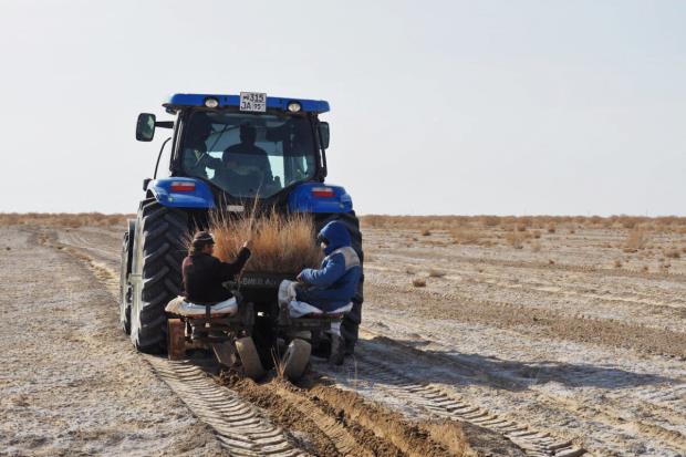Locals tractor-planting haloxylon on the lakebed.