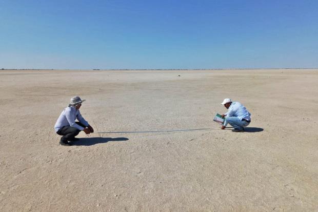 Forest researchers measuring saplings' distance for record.