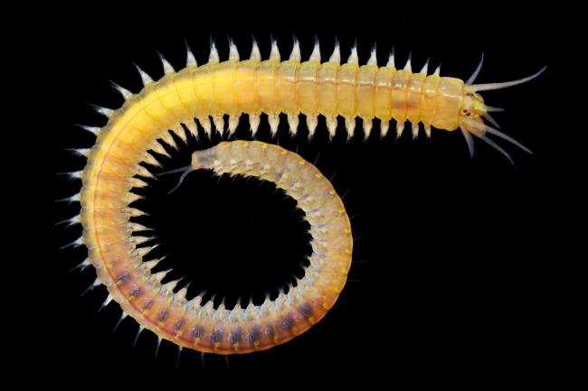 11-clam-worm-facts