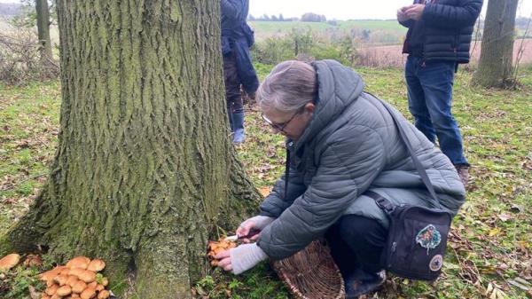 Foraging in Nottingham for Mushrooms