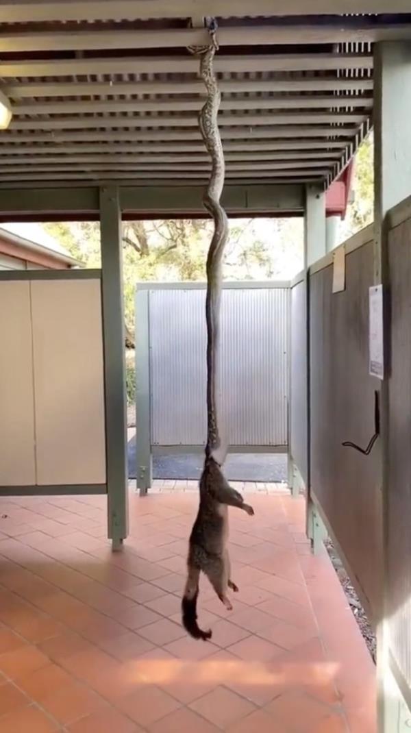 Pyton strangling possum.