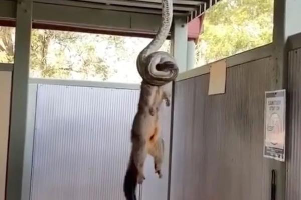 Pyton strangling possum.