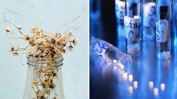 Karl Lauterbach: Reform in a homeopathic dose