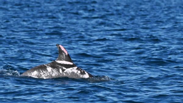 The team determined that Speckles is an extremely rare piebald dolphin, havin<em></em>g a genetic mutation that causes a partial loss of pigmentation, resulting in its unique coloration. 