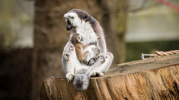 The newborn has already been spotted clinging o<em></em>nto Koko. Pic: PA