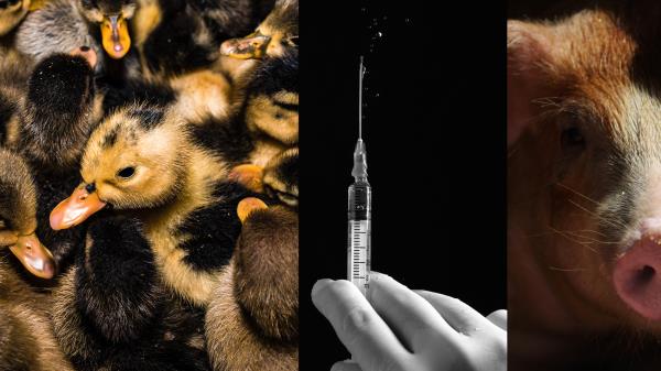 a triptych showing ducks, a vaccine syringe, and pigs