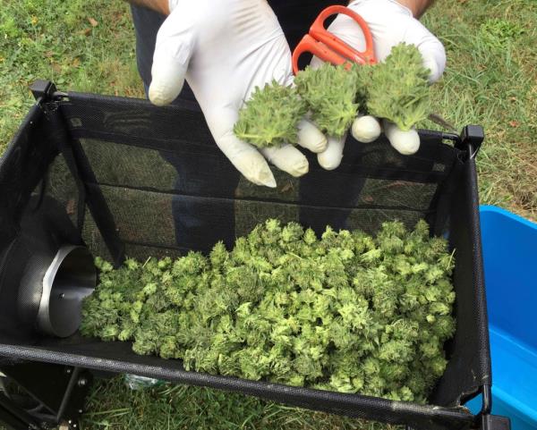 A marijuana harvester inspecting cannabis buds passing through a trimming machine near Corvallis, Oregon in 2016