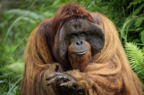 On July 12, 2024, Bujang, a 35-year-old male orangutan rescued from a circus in Sumatra, asks for food on a sanctuary island surrounded by a river, wher<em></em>e non-releasable orangutans are protected for life. The Samboja Lestari Orangutan Rehabilitation Center is run by the no<em></em>nprofit Borneo Orangutan Survival Foundation in Samboja, East Kalimantan.