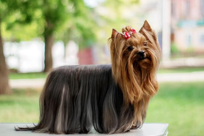 20-facts-a<em></em>bout-yorkie-dog