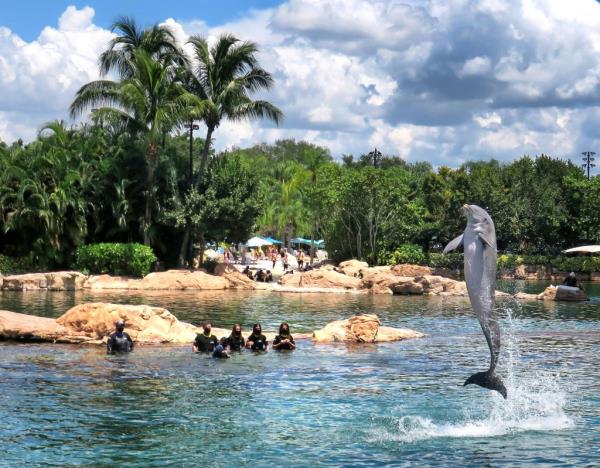 Dolphin jumps out of the water in Sea World.