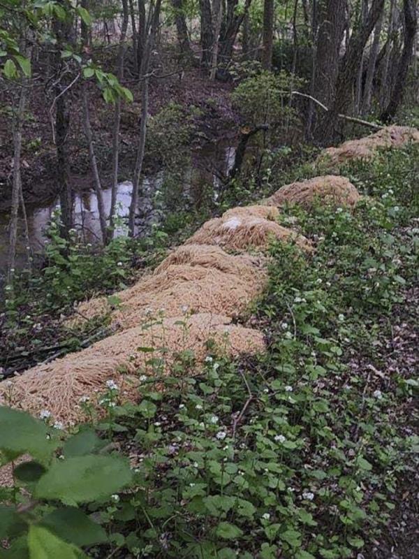 This photo provided by Nina Jochnowitz shows hundreds of pounds of pasta that was dumped near a stream in Old Bridge, N.J.