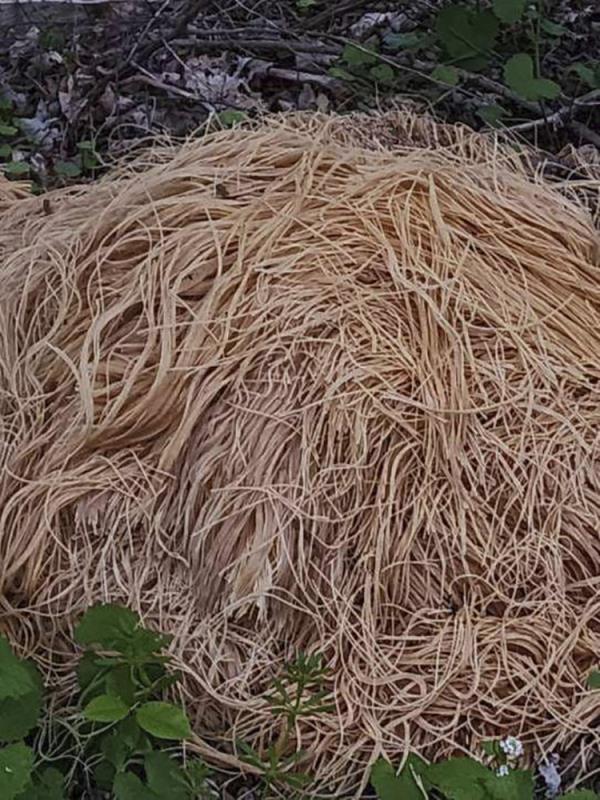 This photo provided by Nina Jochnowitz shows hundreds of pounds of pasta that was dumped near a stream in Old Bridge, N.J.