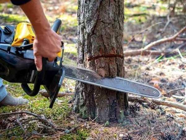 伊斯兰神学院发布反对砍伐树木和焚烧庄稼的教令