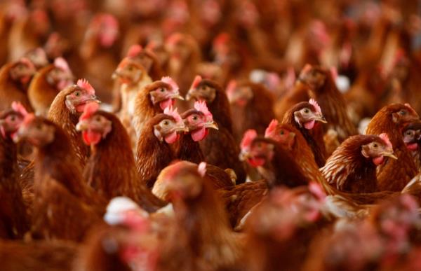 An outbreak of avian flu has forced farms to cull 58 million chickens and turkeys since early last year.