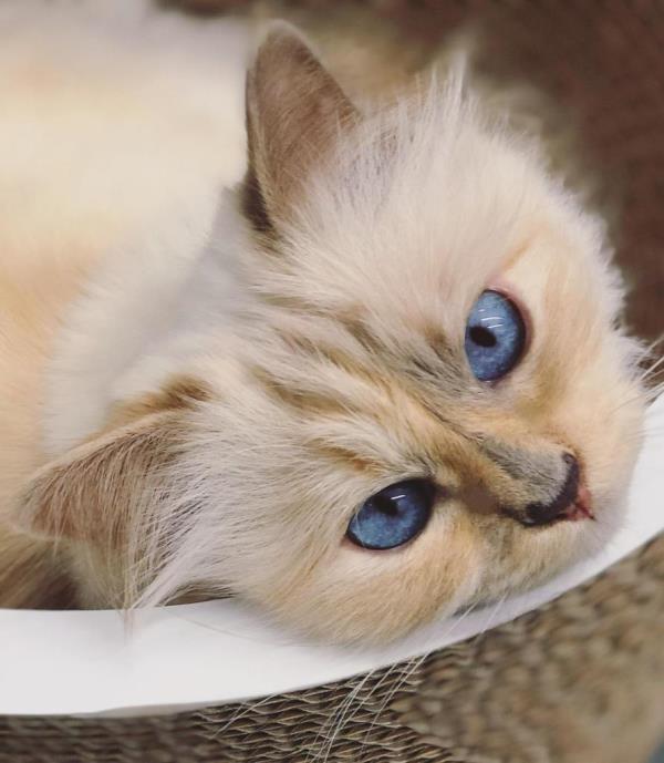 Karl Lagerfeld's cat Choupette.