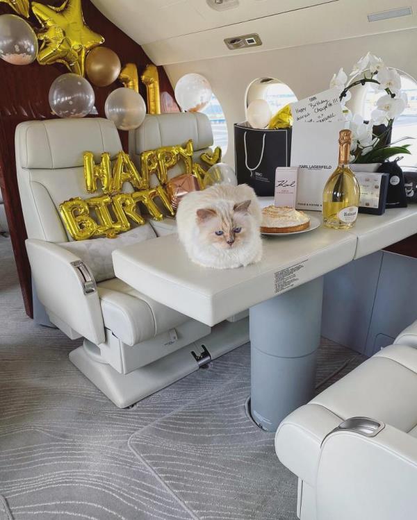 Choupette on a private plane.