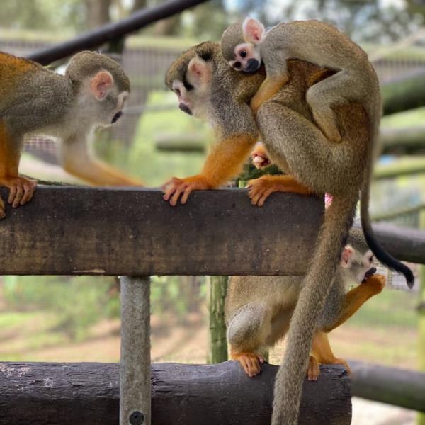 squirrel monkeys