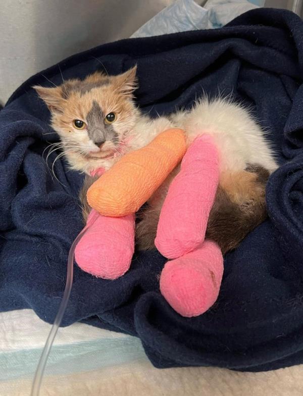 One of the cats who was found badly injured in Richmond Hill.