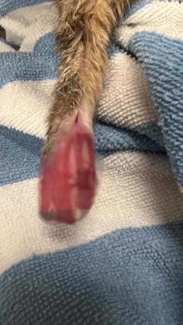 One of the injuries to a cat's paw.