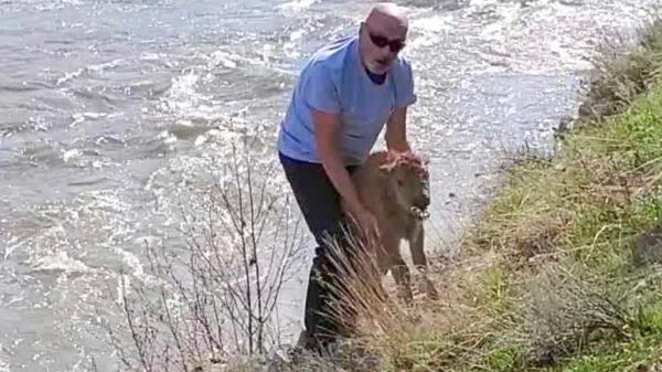 A photo shared by the Natio<em></em>nal Park Service shows a park visitor attempting to help a stranded bison calf reunite with its herd.