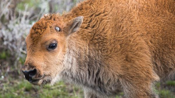 Yellowstone bison 