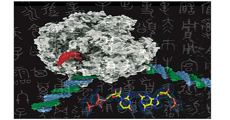 Enzymes can't tell artificial DNA from the real thing