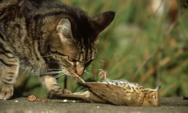 cat with dead bird
