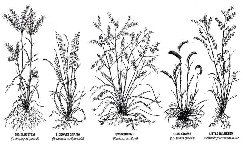 Researcher turning switchgrass into bioplastics