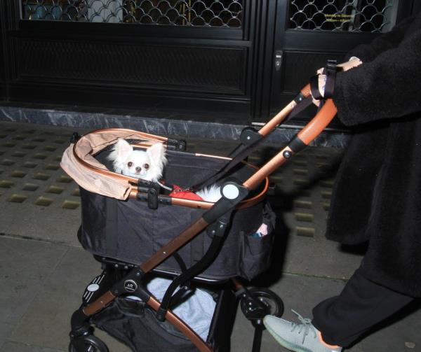 Sophie Cannell and Damien Hirst are practicing at pushing the pram with their new baby in. At the moment they o<em></em>nly put their dog and push it around but in a few mo<em></em>nths ti me they will be pushing their baby around.they went to scott?s and then they walked down the road with the pram. Everyone was looking at them especially when the little dog posed up but this is the best way to practice being a mum since Sophie has not been another before maybe Damien is showing her how to do it. They were very together and in love 18/12/2023 blitz pictures