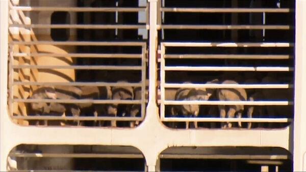 Ship carrying livestock that was stranded at sea for mo<em></em>nth finally docks