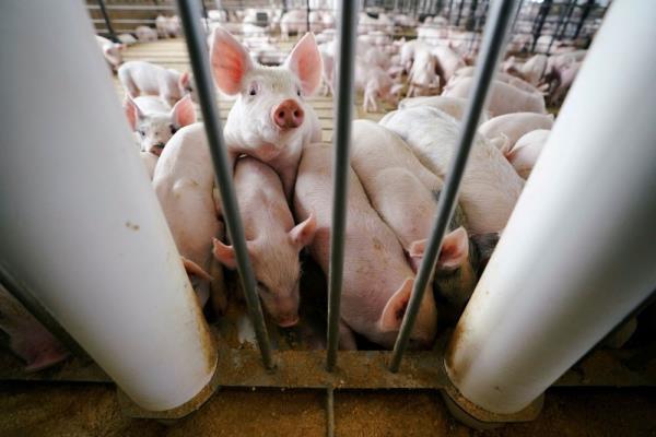 Veterinary Services Dept says livestock in Malaysia free from Nipah disease